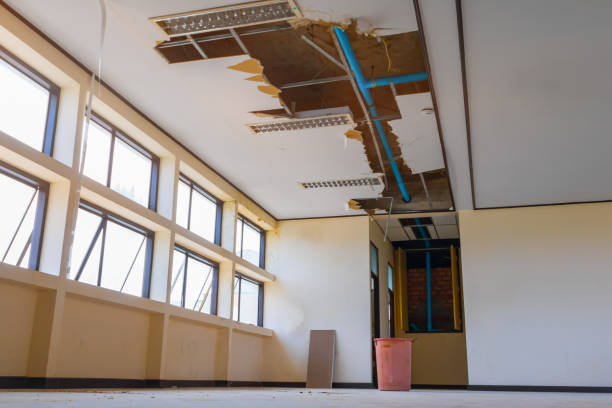 Best Mold removal after water damage  in Thorp, WI
