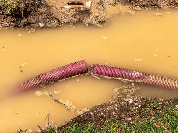 Best Local water damage restoration  in Thorp, WI